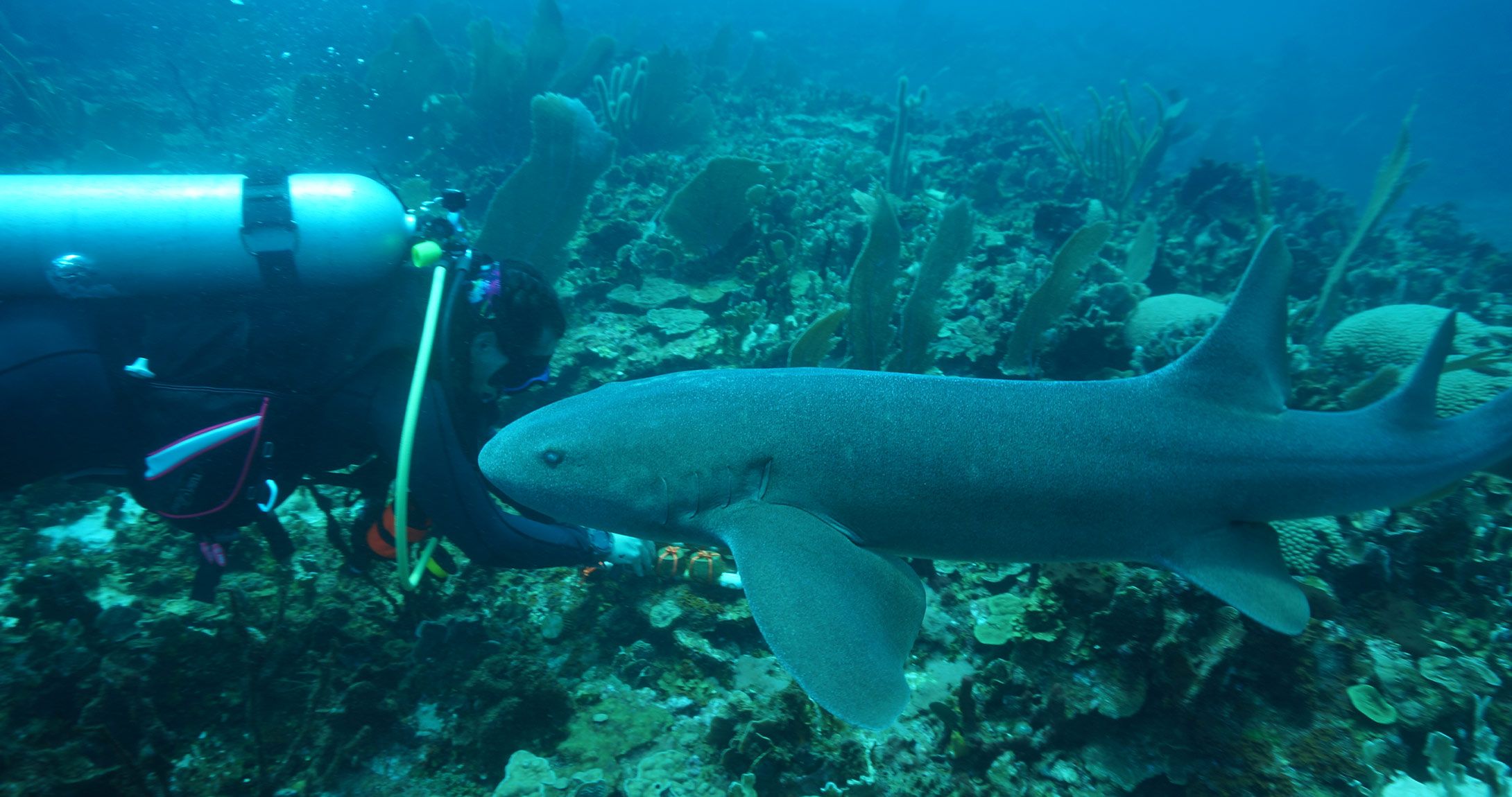 Jennifer Hunt scuba diving 