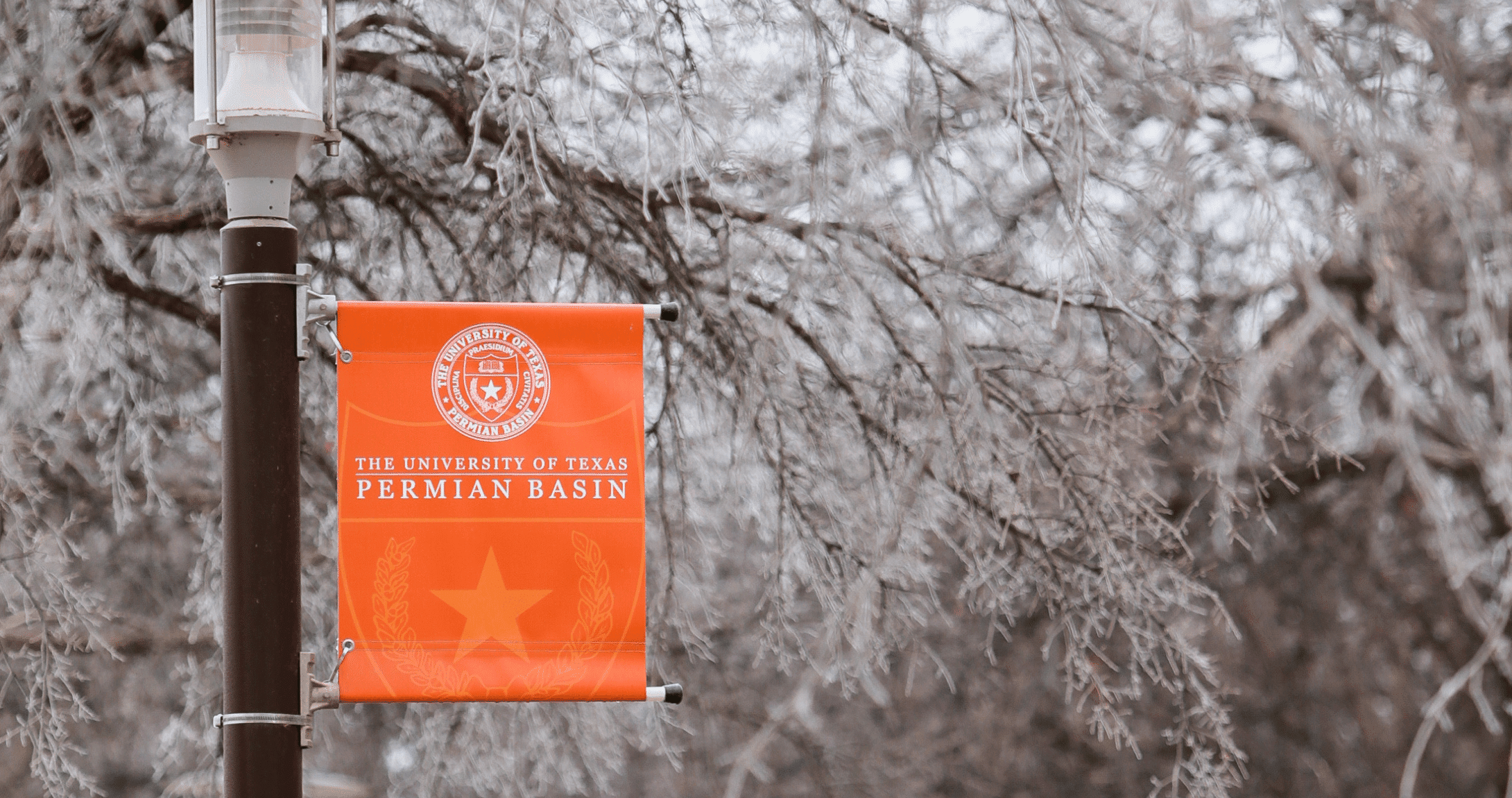 Ice on trees on campus